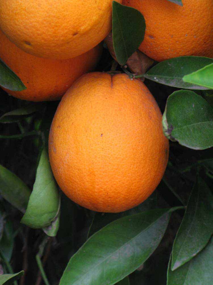            Fruit (Riverside, CA)   